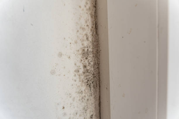 Paulding, OH Mold Removal Company